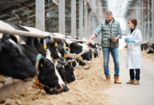 Farmer and veterinarian inspecting cows in a dairy farm.