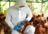 Person in protective gear examining chicken in coop.