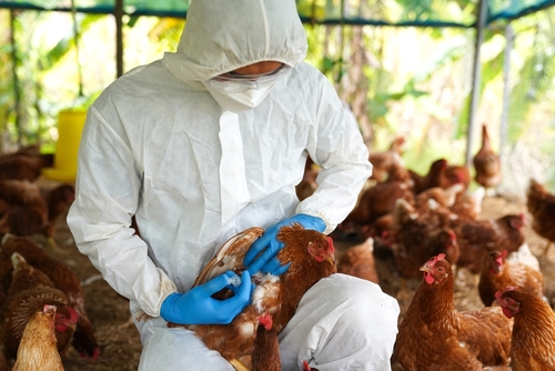 Person in protective gear examining chicken in coop.