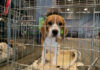 Deputies Dig Up Suspected Mass Graves At ‘No-Kill’ Rescue Beagle puppy standing inside a metal crate.