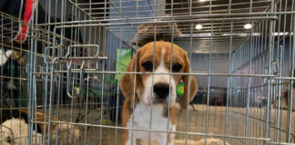 Beagle puppy standing inside a metal crate.