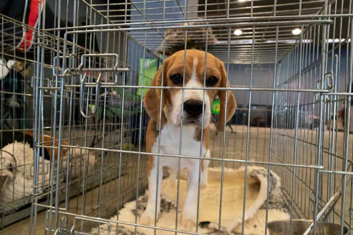 1563568048 Beagle puppy standing inside a metal crate.