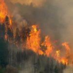 Toxic Sky Menaces World Cup Final – Will They Play? Forest engulfed in large, intense wildfire blaze.