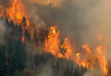 Toxic Sky Menaces World Cup Final – Will They Play? Forest engulfed in large, intense wildfire blaze.