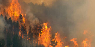Forest engulfed in large, intense wildfire blaze.