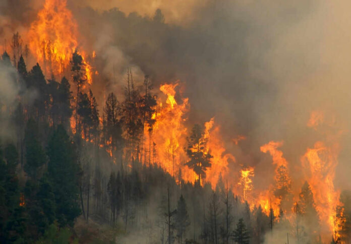 Test-Fire Forest engulfed in large, intense wildfire blaze.